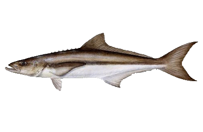 Cobia Fish