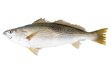 Corvina Fish