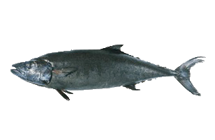 Escolar Fish