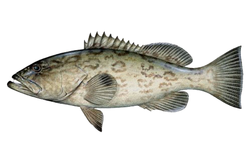 Groupers Fish