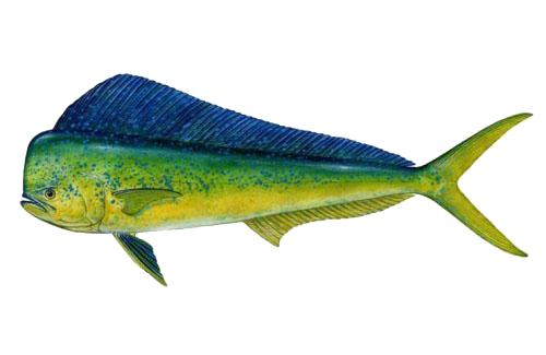 Mahi-Mahi Fish