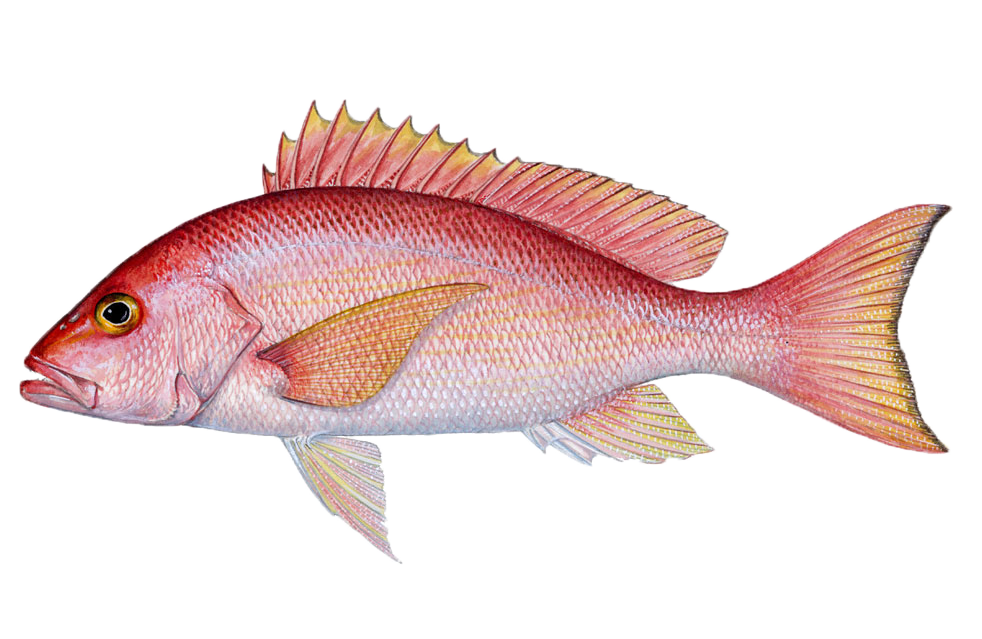 Pacific Snapper Fish