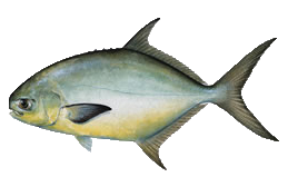 Pompano Fish