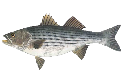 Striped Bass Fish