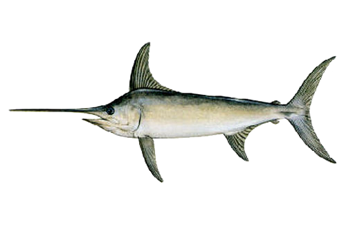 Swordfish