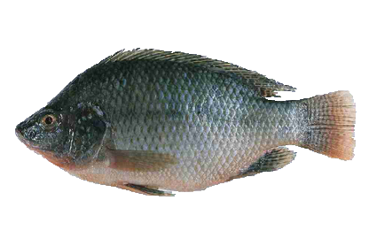 Tilapia Fish