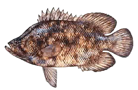 Tripletail Fish