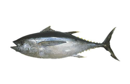Tuna Fish